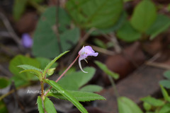 Impatiens mullaingiriensis